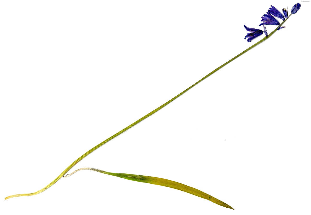 Hyacinthoides x massartiana (Asparagaceae)